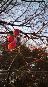 京都御所の梅
